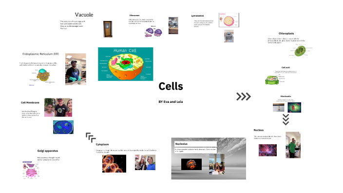 Cells presentation - Eva + Leia by Eva Aguilera on Prezi