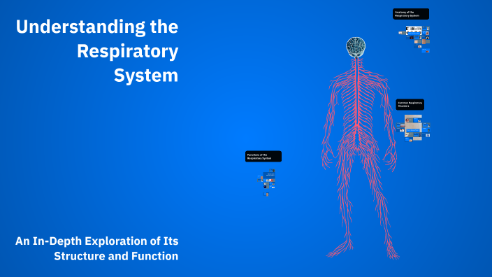 Respiratory System by Rawan on Prezi