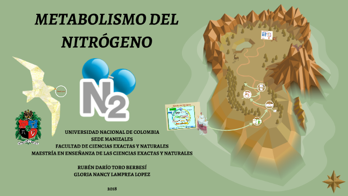 METABOLISMO DEL NITROGENO By Ruben Berbesi On Prezi