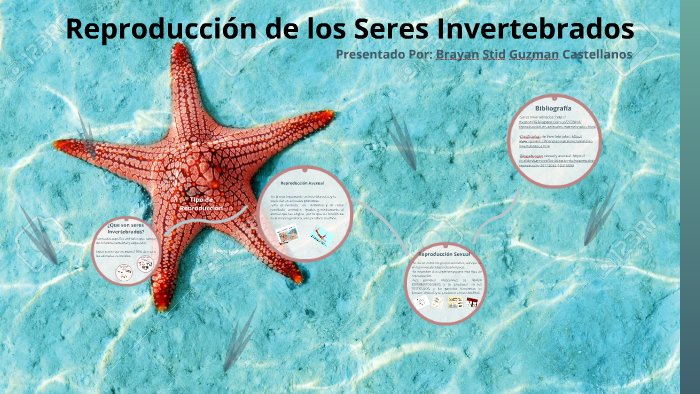 Reproduccion de los seres invertebrados by Liseth R. Ortega on Prezi