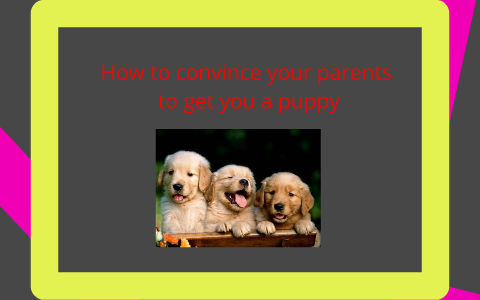 how to convince your parents to keep your dog