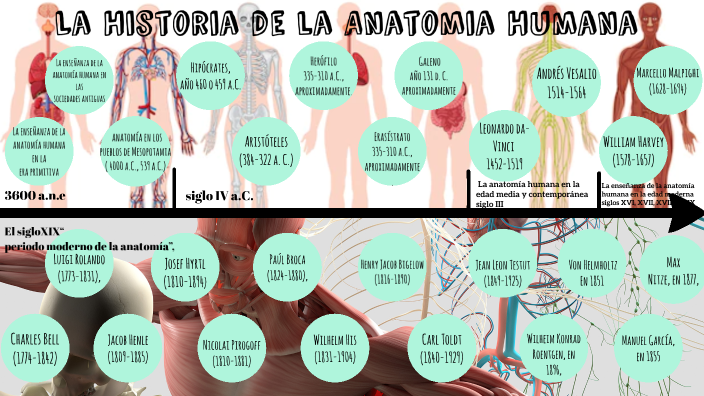 Historia De La Anatomia Linea De Tiempo Pdf – eroppa