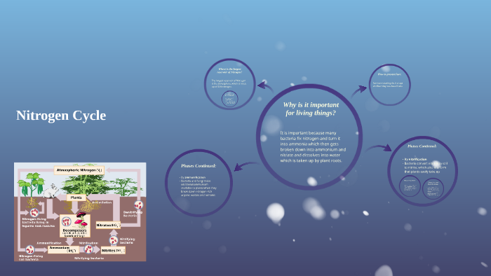 Nitrogen Cycle by Aliya Weaver on Prezi