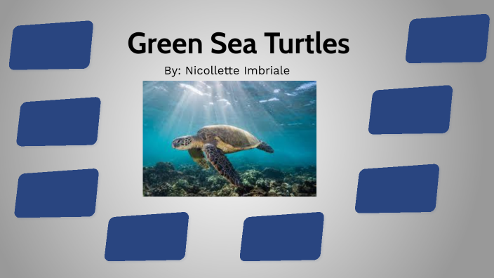 Sea Turtles by nicollette imbriale on Prezi
