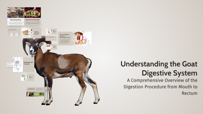 Digestive System In Goats Understanding the Goat Digestive System by Saroj yadav on Prezi