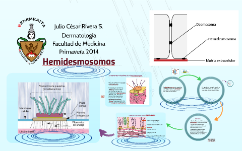 desmosomas vs hemidesmosomas