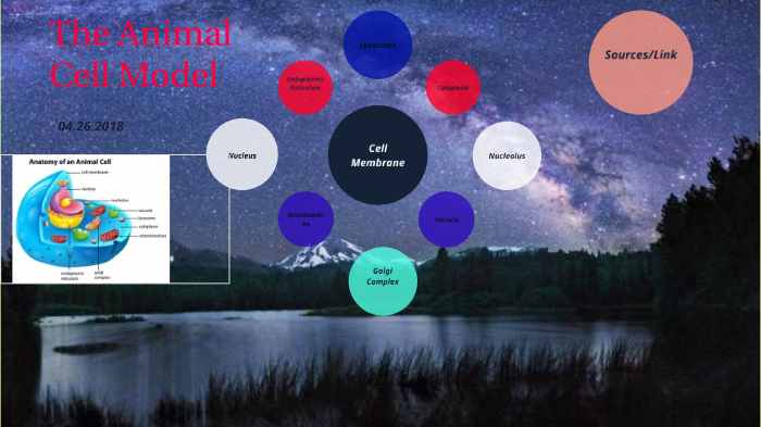 Animal Cell Model By Daniella Ortiz Macias On Prezi Animal Cell Model By Daniella Ortiz Macias On Prezi