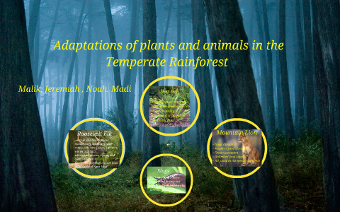 Adaptations of plants and animals in the Temperate Rainfore by Madison  Herzog