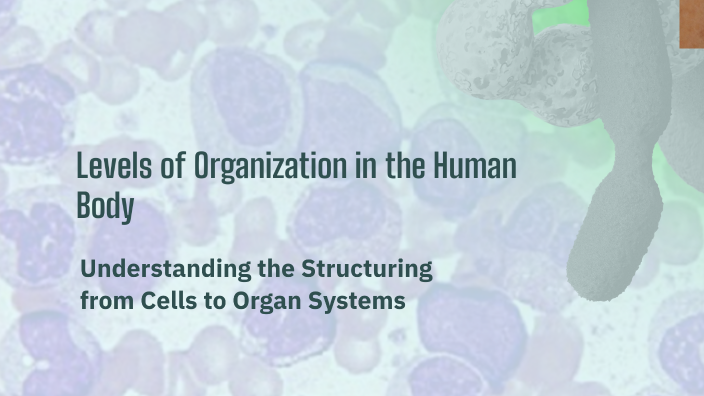 Levels of Organization in the Human Body by Mohammed Almahmoud on Prezi