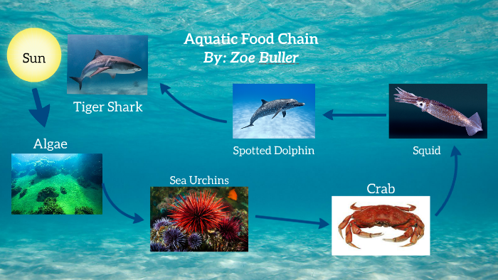 Aquatic Food Chain By Zoe Buller On Prezi