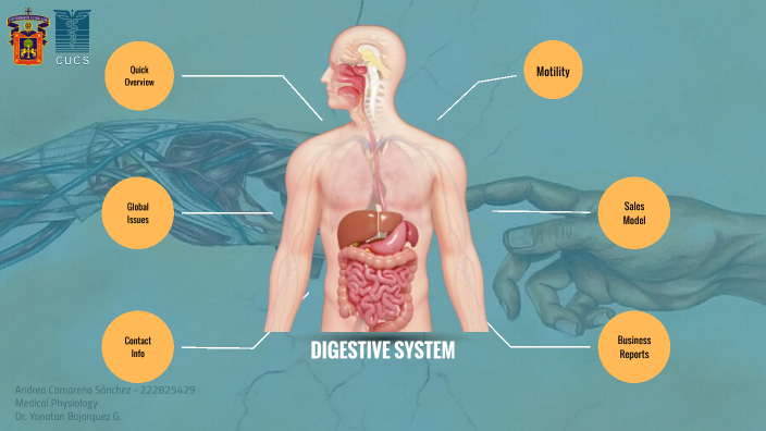 Digestive System Diagram by ANDREA CAMARENA SANCHEZ on Prezi
