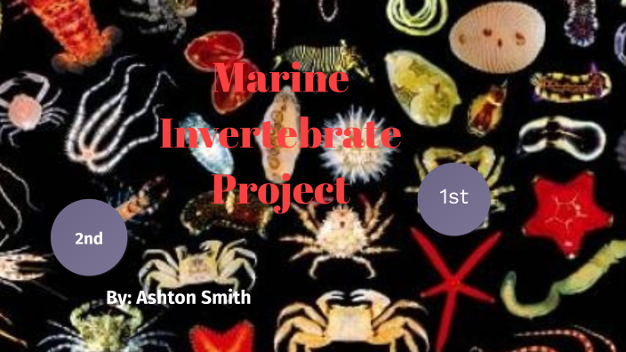 Invertebrates Project by Ashton Smith on Prezi