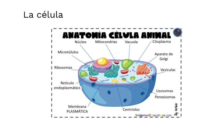 La célula y el microscopio by ALBA VENTURA CATALÀ on Prezi