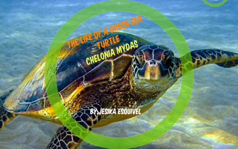 The Life of a Sea Turtle by Jesika Esquivel on Prezi