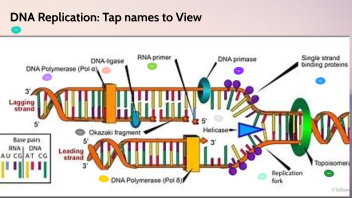 Honors Bio DNA Replication by Ho Sum Cindy Li on Prezi