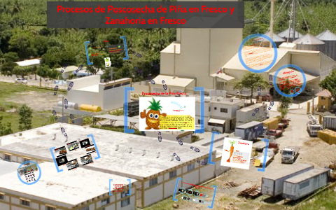 Procesos de Poscosecha de Piña Fresca y Zanahoria en Fresco by ...