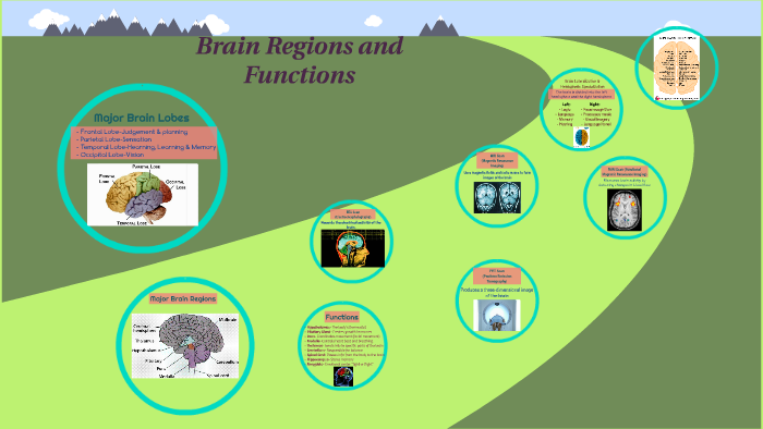 Brain Regions and Functions by Abby Bone on Prezi