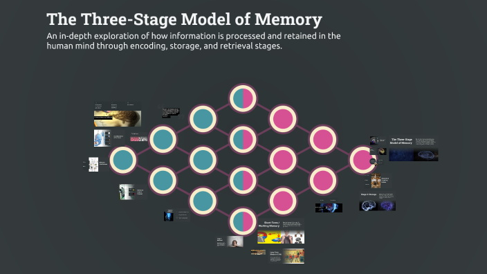 The Three-Stage Model of Memory by Aljoharah Sulimam on Prezi