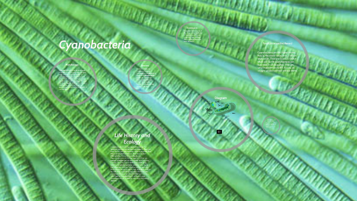 Cyanobacteria by Zeyang Huang on Prezi