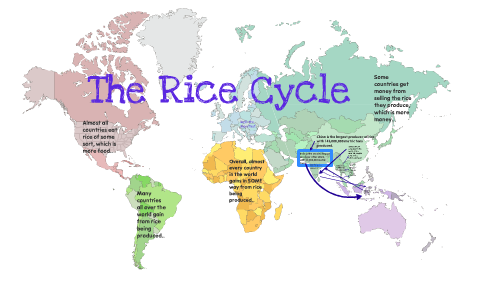 The Rice Cycle by Maddie Nicholas on Prezi