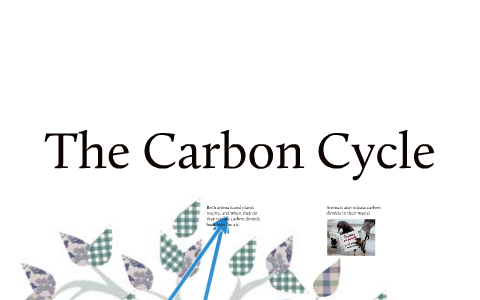 The Carbon Cycle by simon will on Prezi