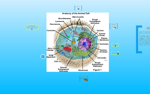 The Animal Cell by Lacy Mark on Prezi