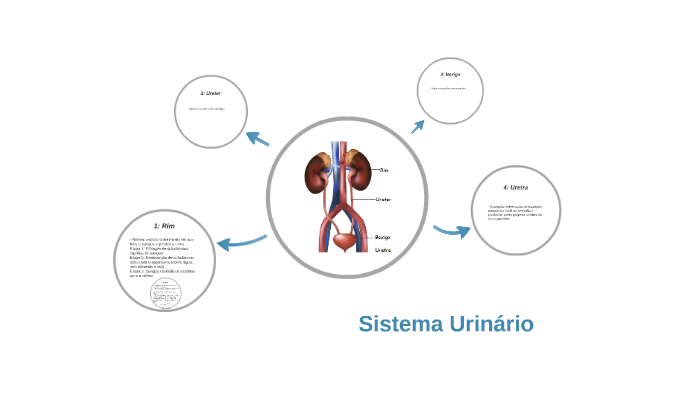 Sistema Urinário By