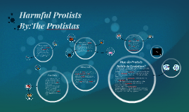Harmful Protists By Demetra Maragos