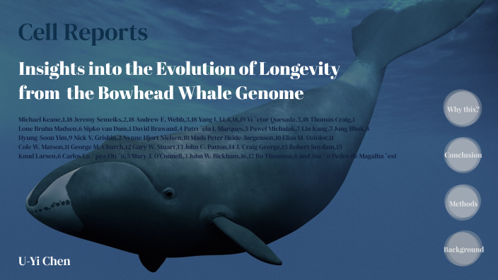 INSIGHTS INTO THE EVOLUTION OF LONGEVITY FROM THE BOWHEAD WHALE intelligence overview