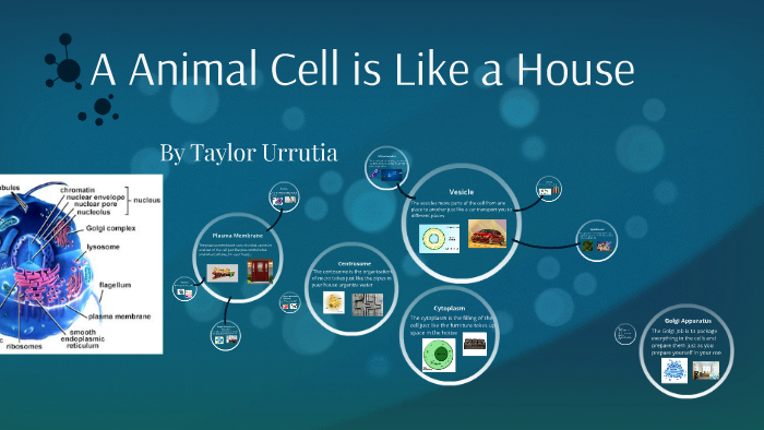 A Animal Cell is Like a House by taylor u on Prezi