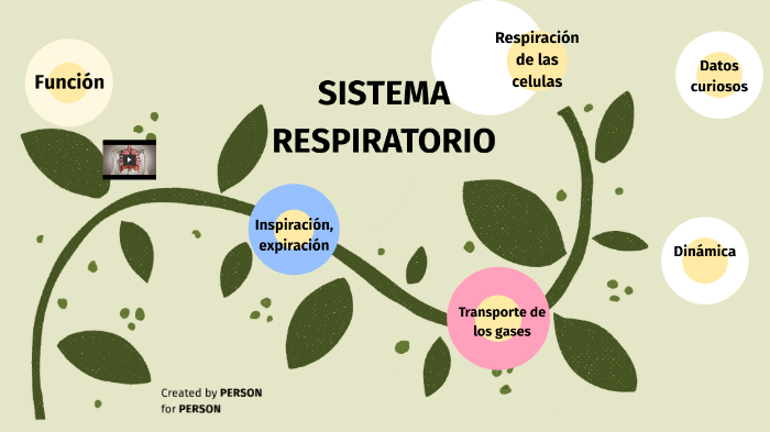 Sistema Respiratorio by ESTEFANIA COSSETT BAZA ROLDAN on Prezi