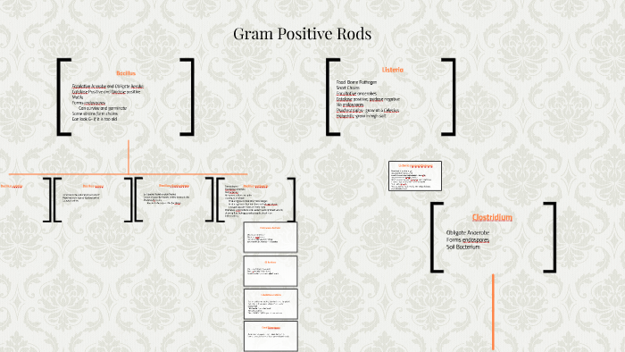 Gram Positive Rods by Audrey Pham on Prezi