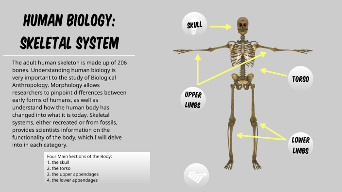 Human Biology: Skeletal System by Haley Howell on Prezi