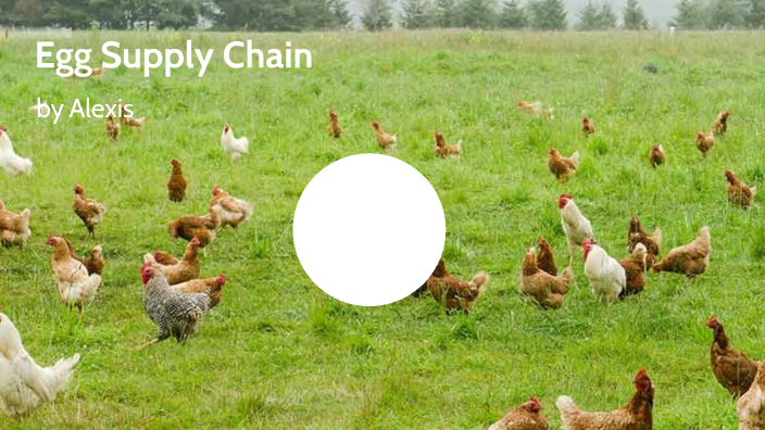 Egg supply chain by Alexis Shannon on Prezi