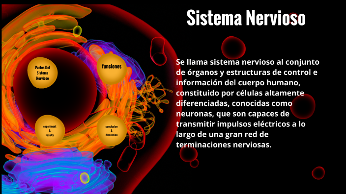 Sistema Nervioso by lopez