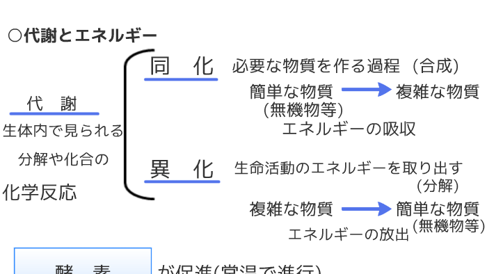 03代謝とエネルギー By Hiroshi Shimizu