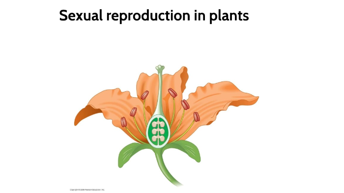 Flower sexual reproduction by Ivan Lim on Prezi