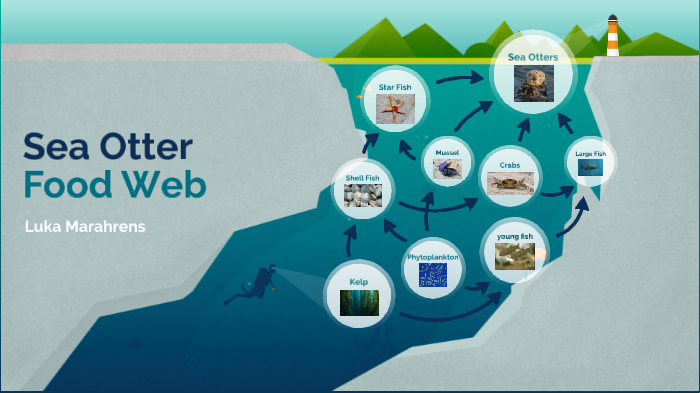 Sea Otter Food Web By LittleLuckyLuky On Prezi