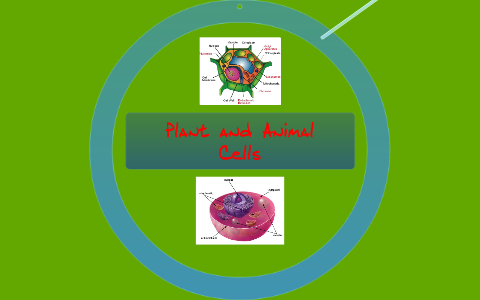 Plant and Animal Cells by Mackenzie Morris on Prezi