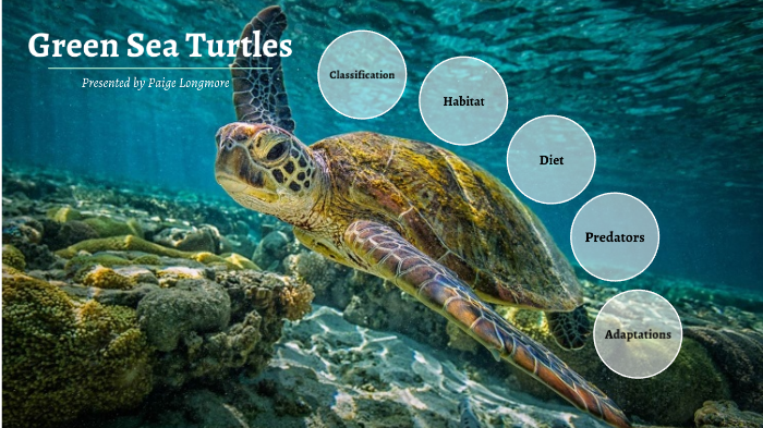 Green Sea Turtles by Paige Longmore on Prezi