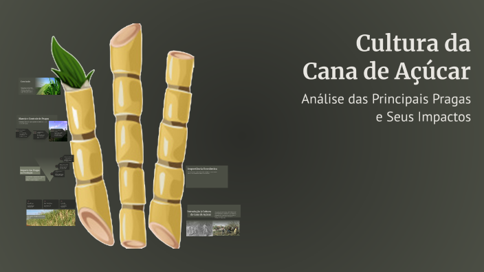 Cultura da Cana de Açúcar by monise paula fogolari on Prezi
