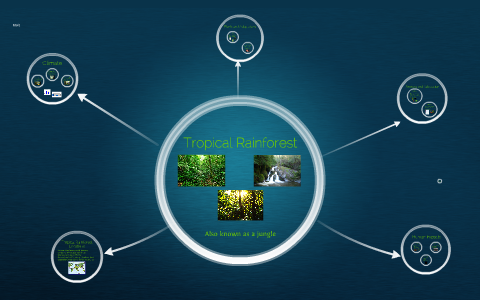 Tropical Rainforest by Scott Chen on Prezi