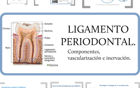 espacio del ligamento periodontal