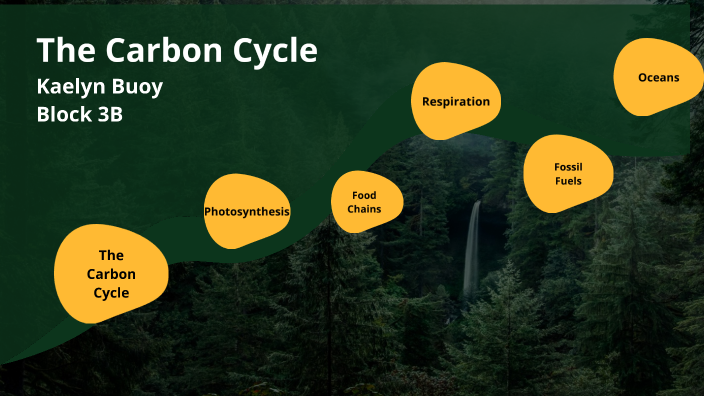 The Carbon Cycle by Kaelyn Buoy on Prezi