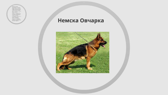 Несмка Овчарка by iliqna mincheva on Prezi