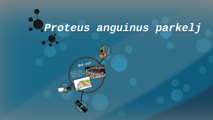 proteus anguinus
