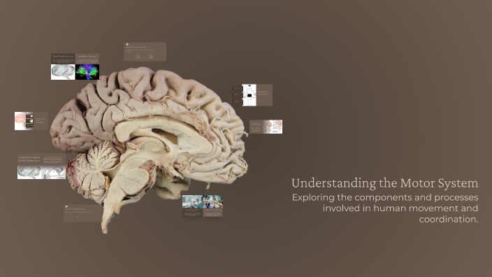 Understanding the Motor System by Mikhayla Cuntapay on Prezi