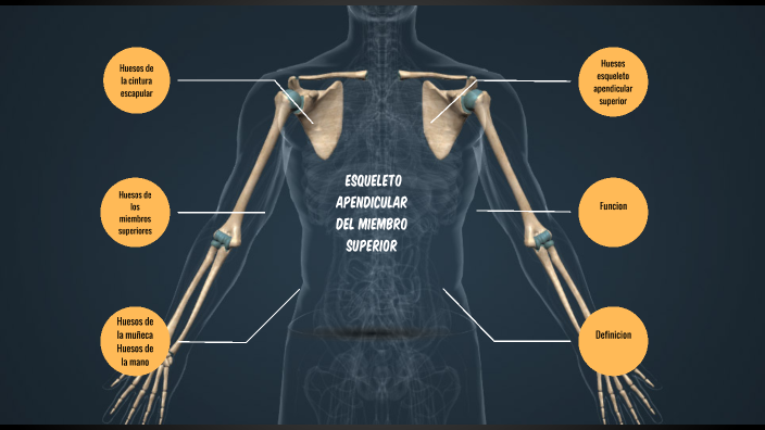 esqueleto apendicular cintura escapular