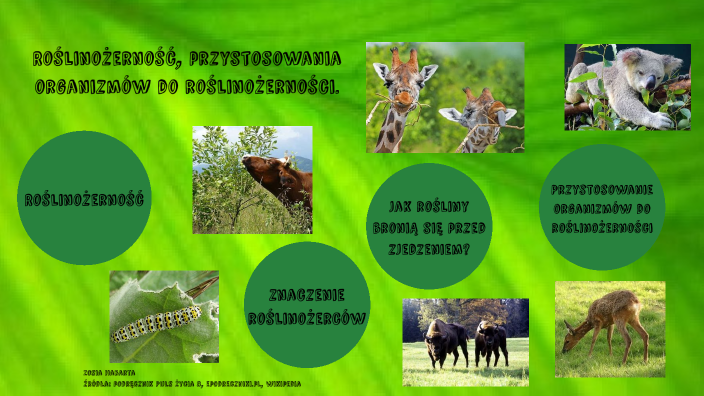 Roślinożercy Są Przystosowani Do Odżywiania Się Różnymi Elementami Roślin