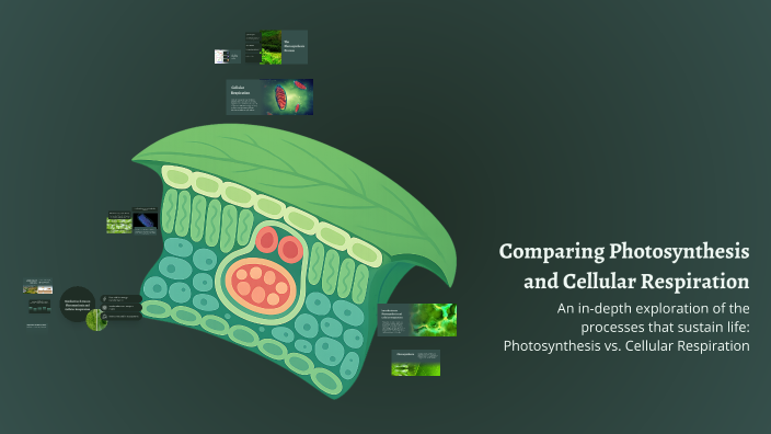 Comparing Photosynthesis and Cellular Respiration by Oliver Perez on Prezi